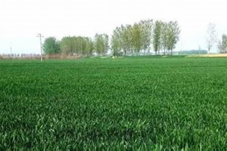 小麦肥料的最佳配方