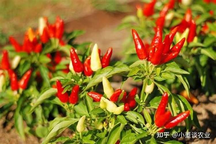 辣椒树叶子卷缩怎么办辣椒树叶子卷缩解决方法