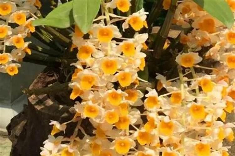 球花石斛怎么养