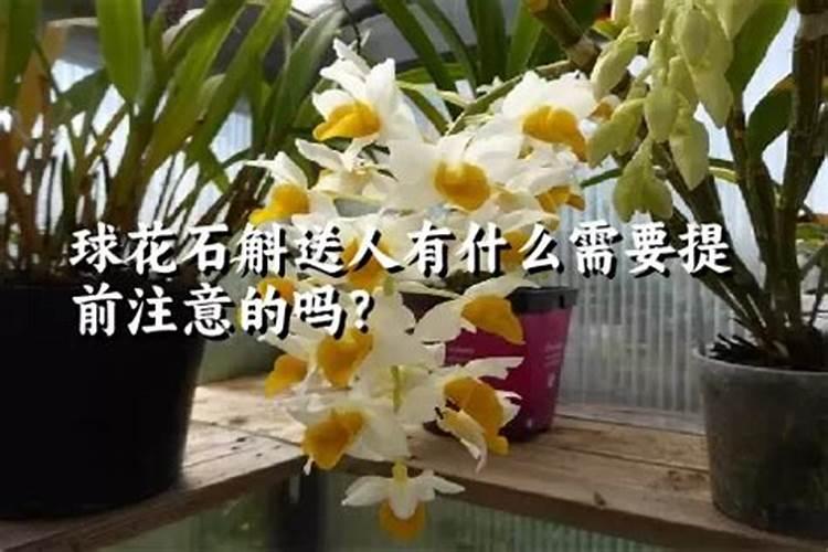 球花石斛怎么养 球花石斛老杆怎么处理