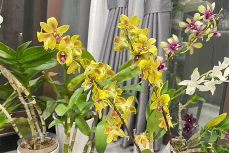 球花石斛怎么养才养的壮