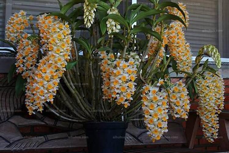 球花石斛怎么养才养壮 球花石斛好养吗