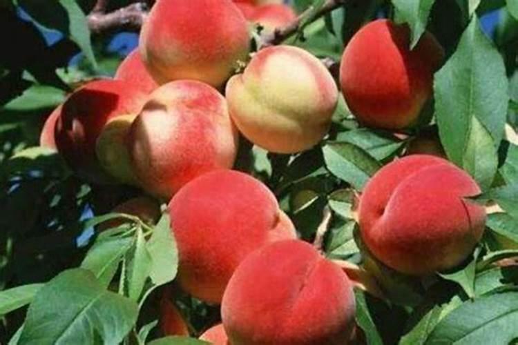 日光温室桃子人工授粉用什么药