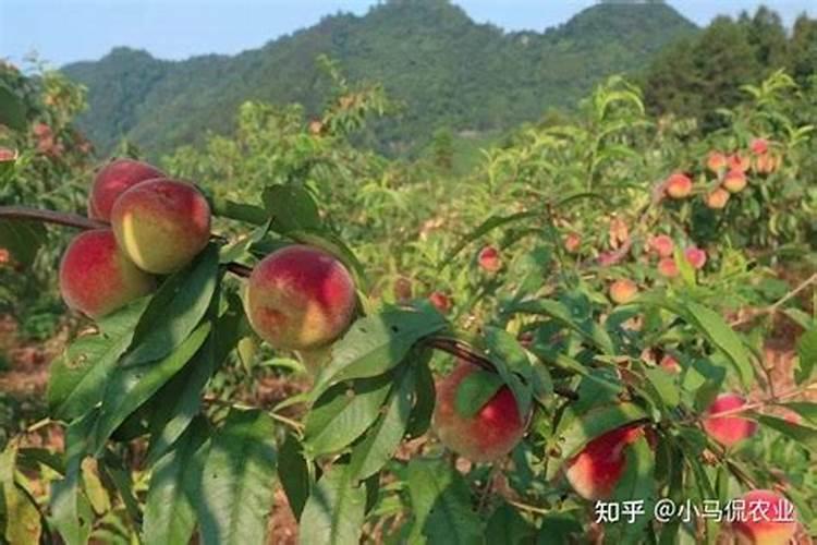 桃树打什么药长得好又高产