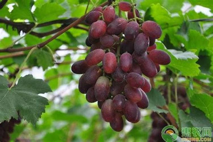 葡萄采摘后什么时候施肥最好