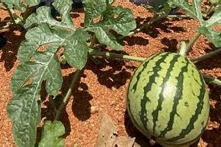 西瓜种植具体步骤