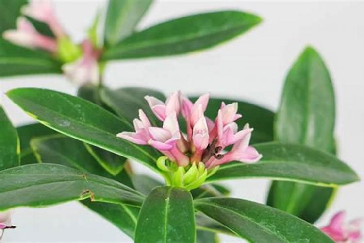 金边瑞香的施肥方法