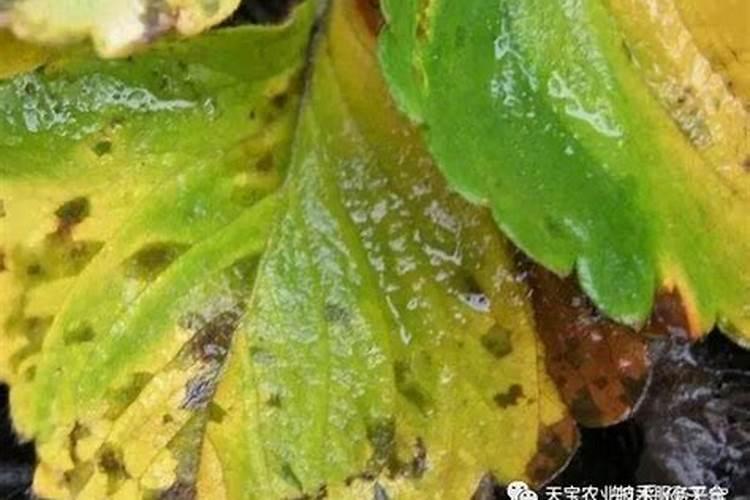 2026年葱价暴涨原因是什么