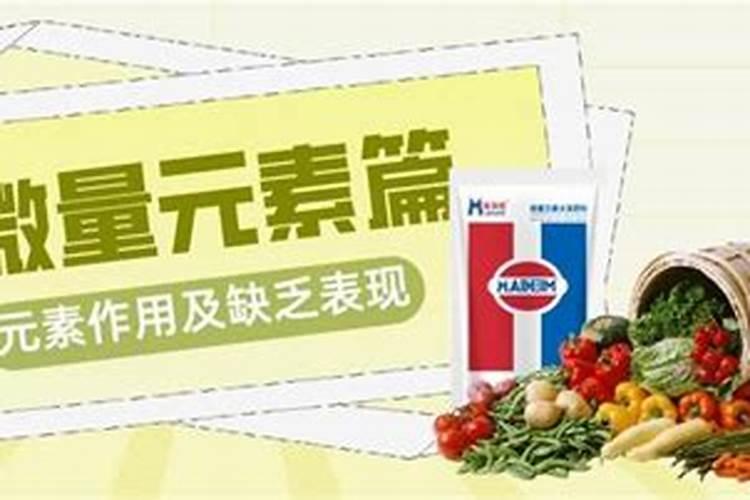 如何给菊花施肥