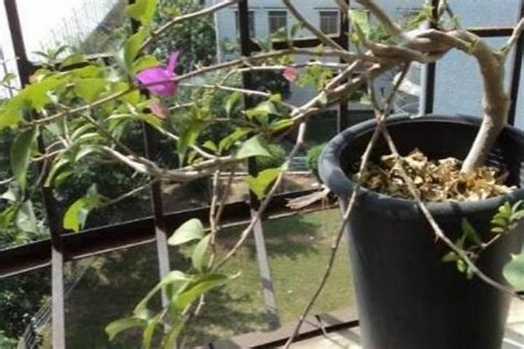 海之蓝52真假酒辨别方法