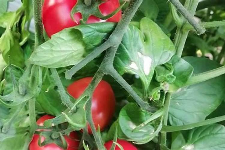 西红柿上啥肥料膨果快