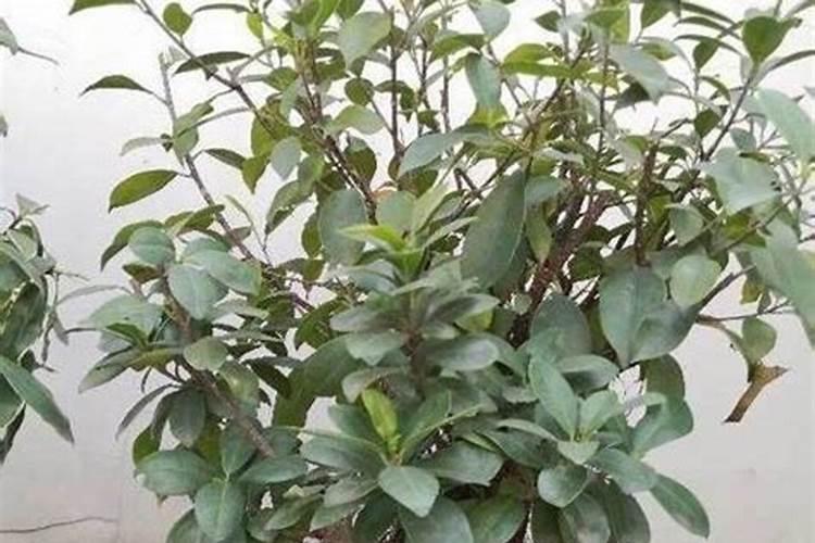 盆景叶子发黄施什么肥料