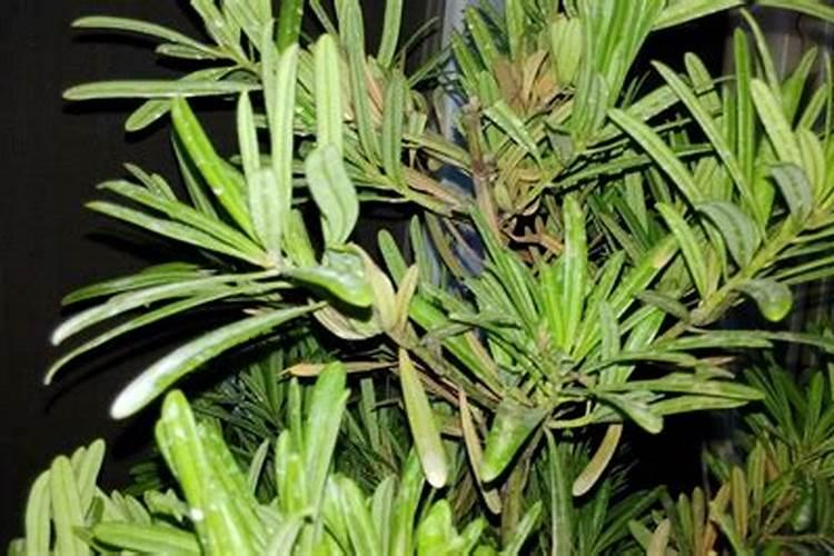 罗汉松用什么肥较好