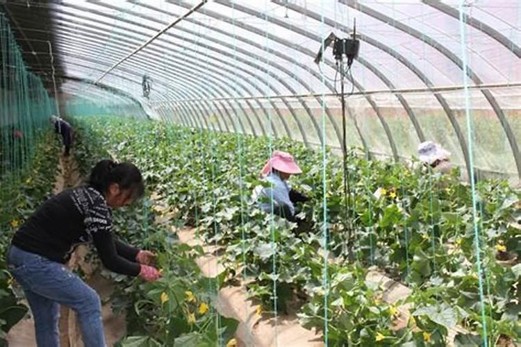 中国十大水溶肥料品牌