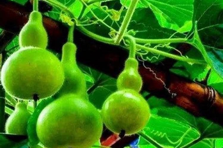 葫芦需要什么肥料 叶面肥使用最佳时间