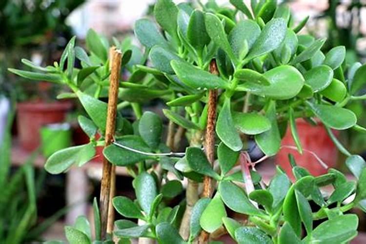 养玉树,记住4要素,植株疯长,打造成老桩盆景,你知道吗？