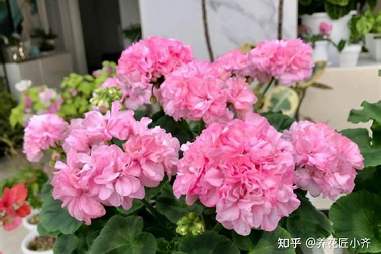 柑橘开花之时用什么肥料更为恰当