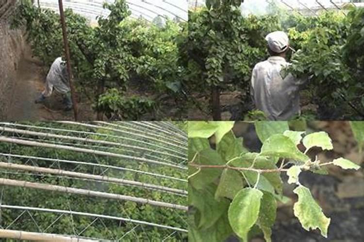 杏树上的虫子,用什么药可以杀灭？
