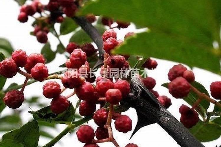 花椒如何施肥？用哪款花椒专用肥好？