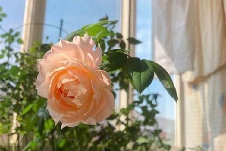 月季花冬天施什么肥料