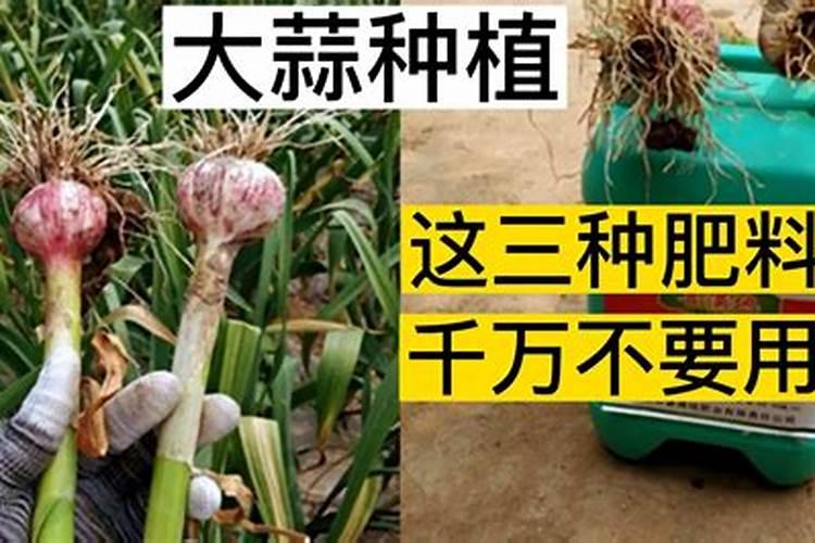 大蒜最爱三种肥料