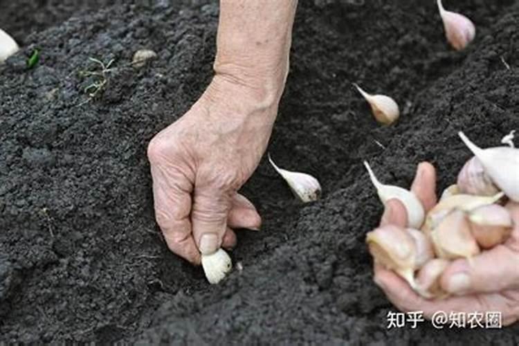 种大蒜用什么底肥好