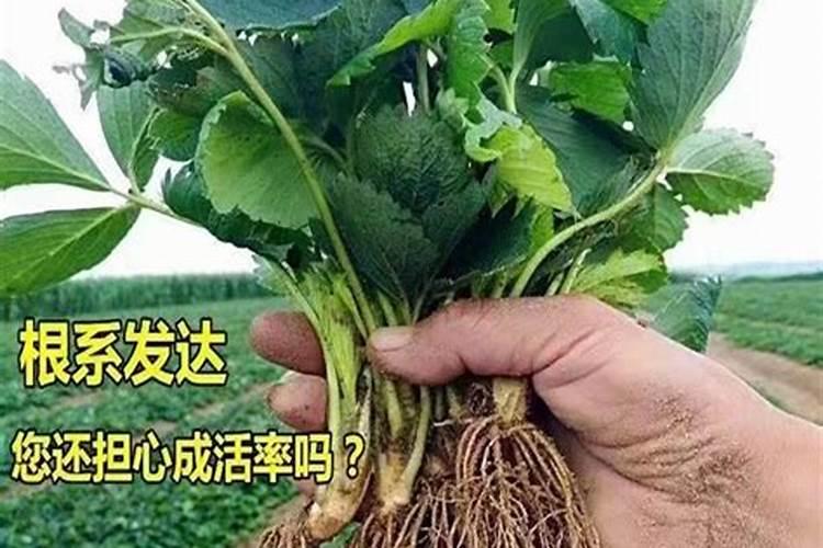 草莓高钾肥的使用方法