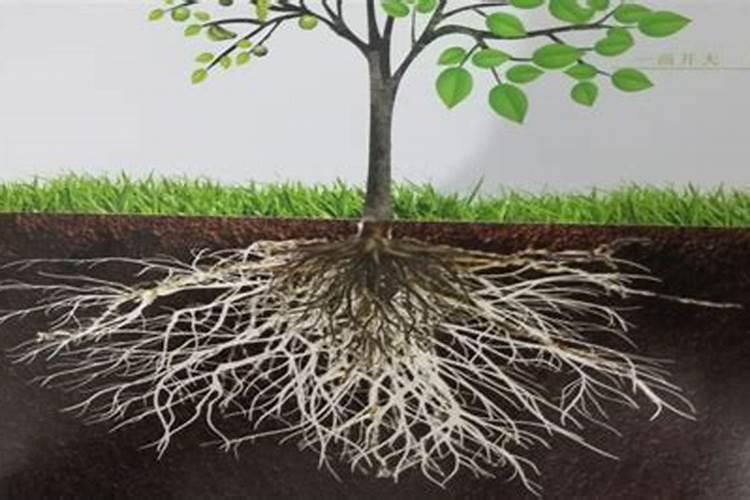 什么植物用来做肥料可以代替氮肥