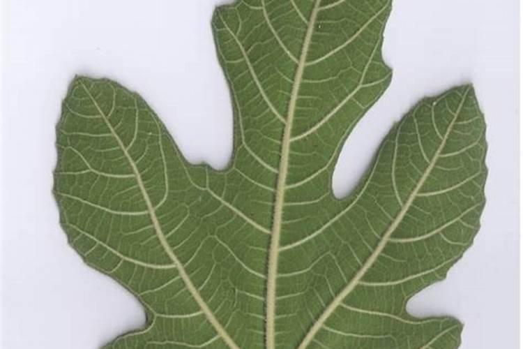 无花果施什么肥料最好