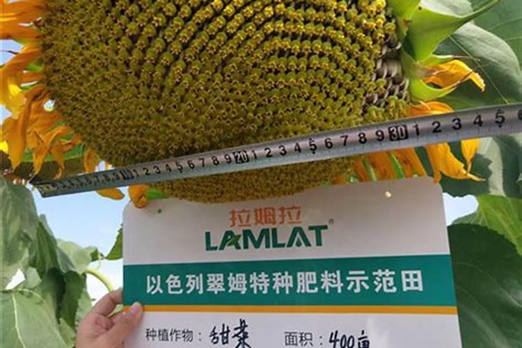 刚栽的葡萄多久施肥和浇水 葡萄栽种后几时浇水施肥？