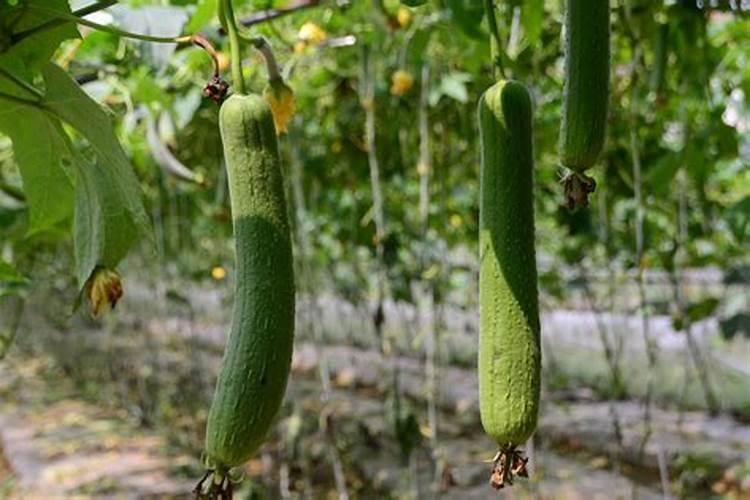 如何为丝瓜合理施肥