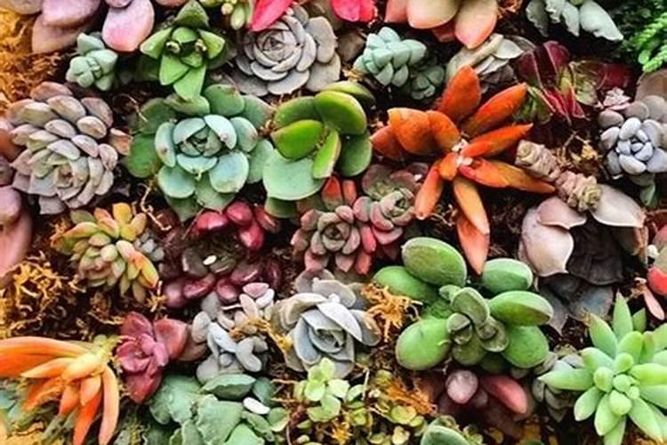 多肉浇叶面肥可以吗？