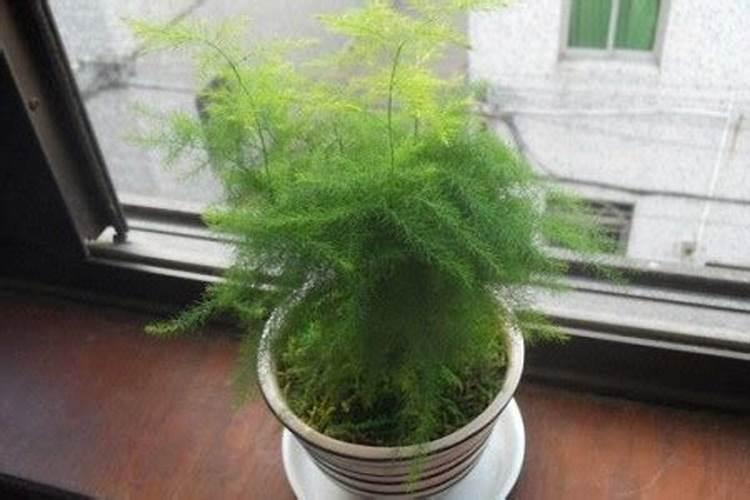 文竹叶子干枯发黄怎么办(叶子全部黄了的挽救处理方法)