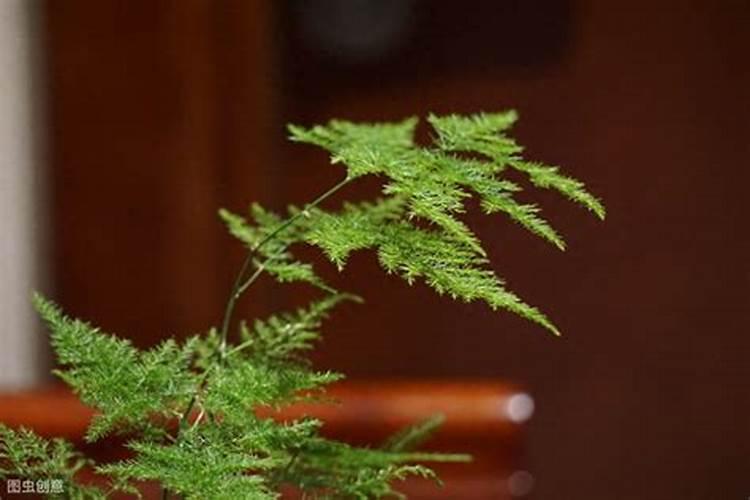 文竹叶子黄了还能绿吗 叶片发黄原因及解决方法