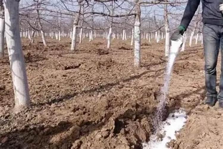 磷肥对果树的作用是什么 能够促进花芽分化