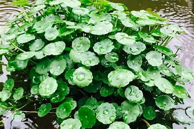 藠头的功效与作用