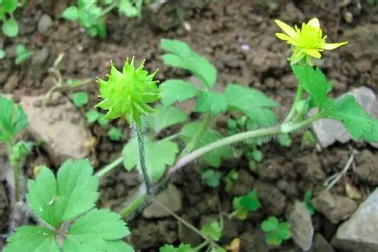 属鸡的人养什么宠物最好