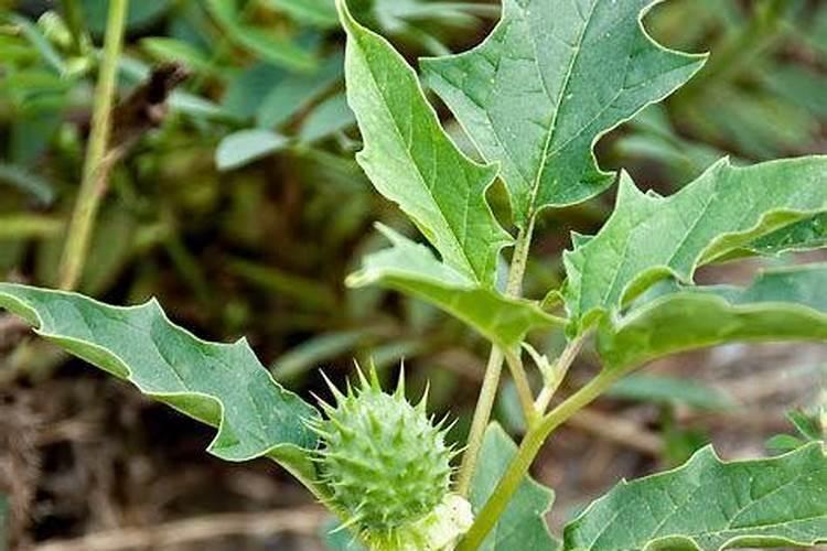 关于桂圆的问题!谢谢!1、请问干桂圆肉吃了对人体有什么好处？2、