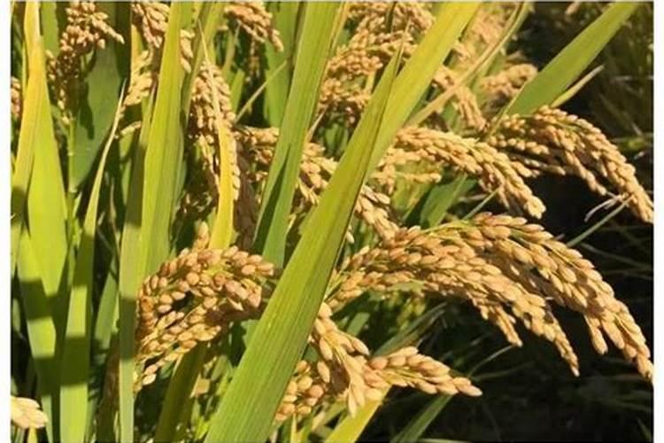 水稻硼肥的作用及使用方法