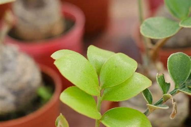 花椒树什么时候可以喷施叶面肥？