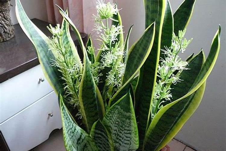 水草泥能养花吗 苔藓、生石灰、咖啡渣可以做肥料吗