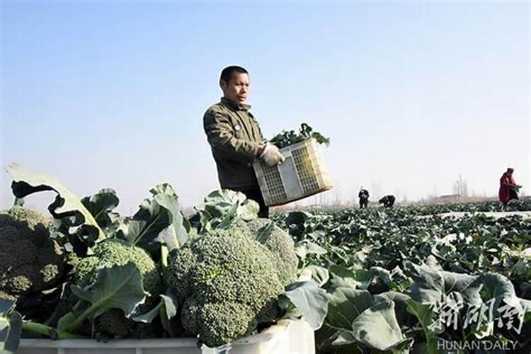 西兰花施什么肥最好