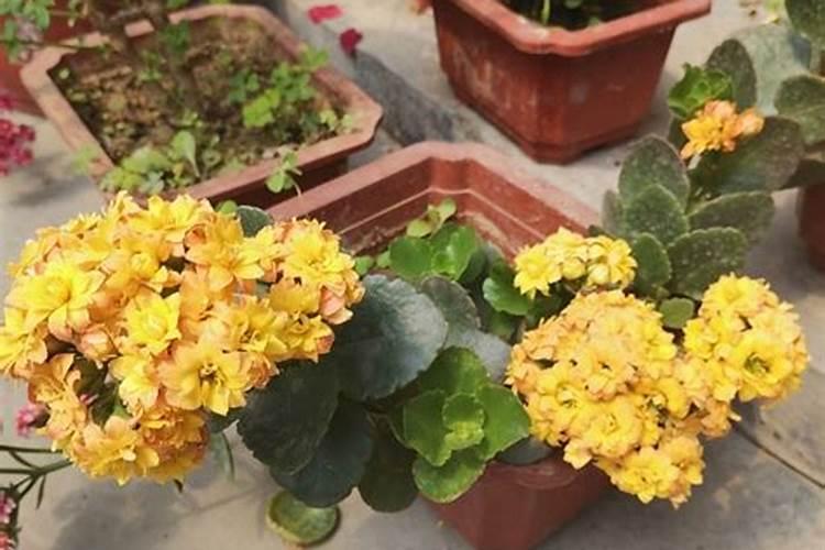 植物海藻硒能提高红细胞的携氧能力吗？