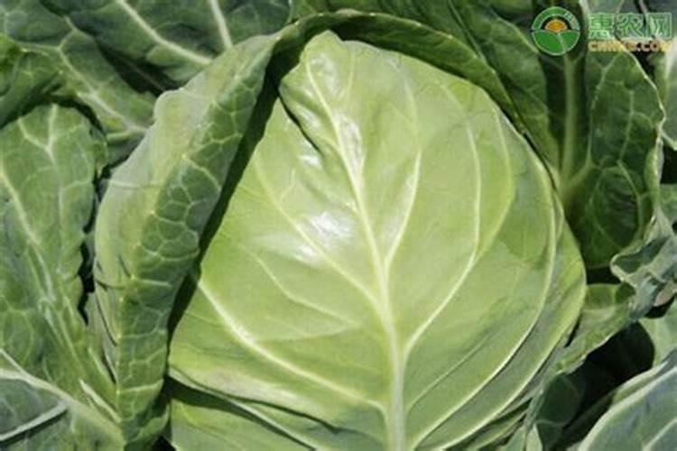 甘蓝用什么肥包心快,附种植方法