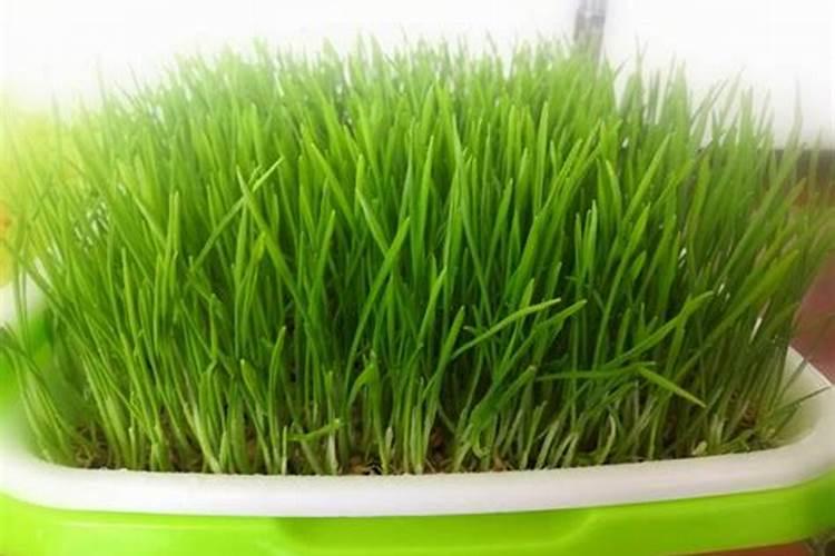 葡萄叶面肥有哪几种