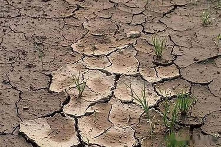 如何改良土壤酸化