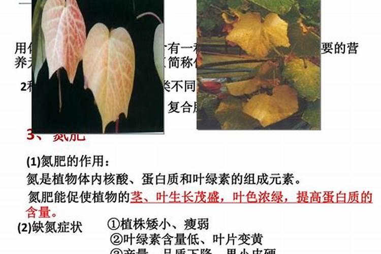 氮肥有哪几种叶面肥为氮肥