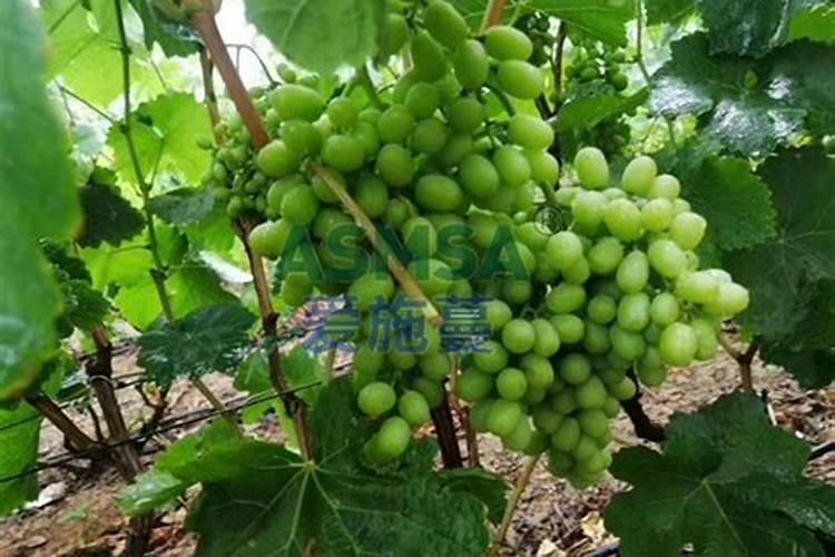 什么肥料可以催芽苗