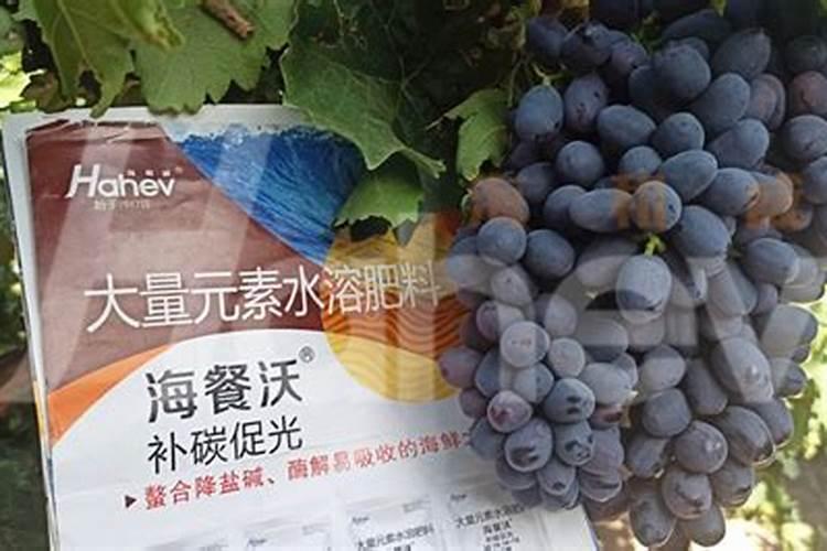 葡萄春天什么时候补硼肥锌肥