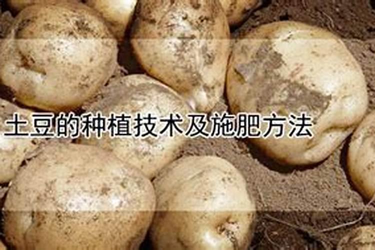 土豆的种植技术及施肥方法